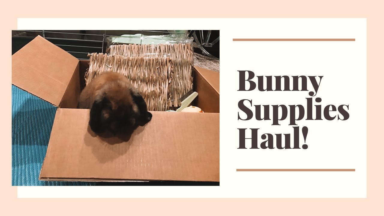 AMAZON BUNNY SUPPLIES HAUL *** toys, care items, and more! YouTube