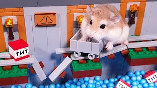 Extremely hard OBSTACLES and TRAPS vs MAJOR HAMSTER  Real life hamster hero