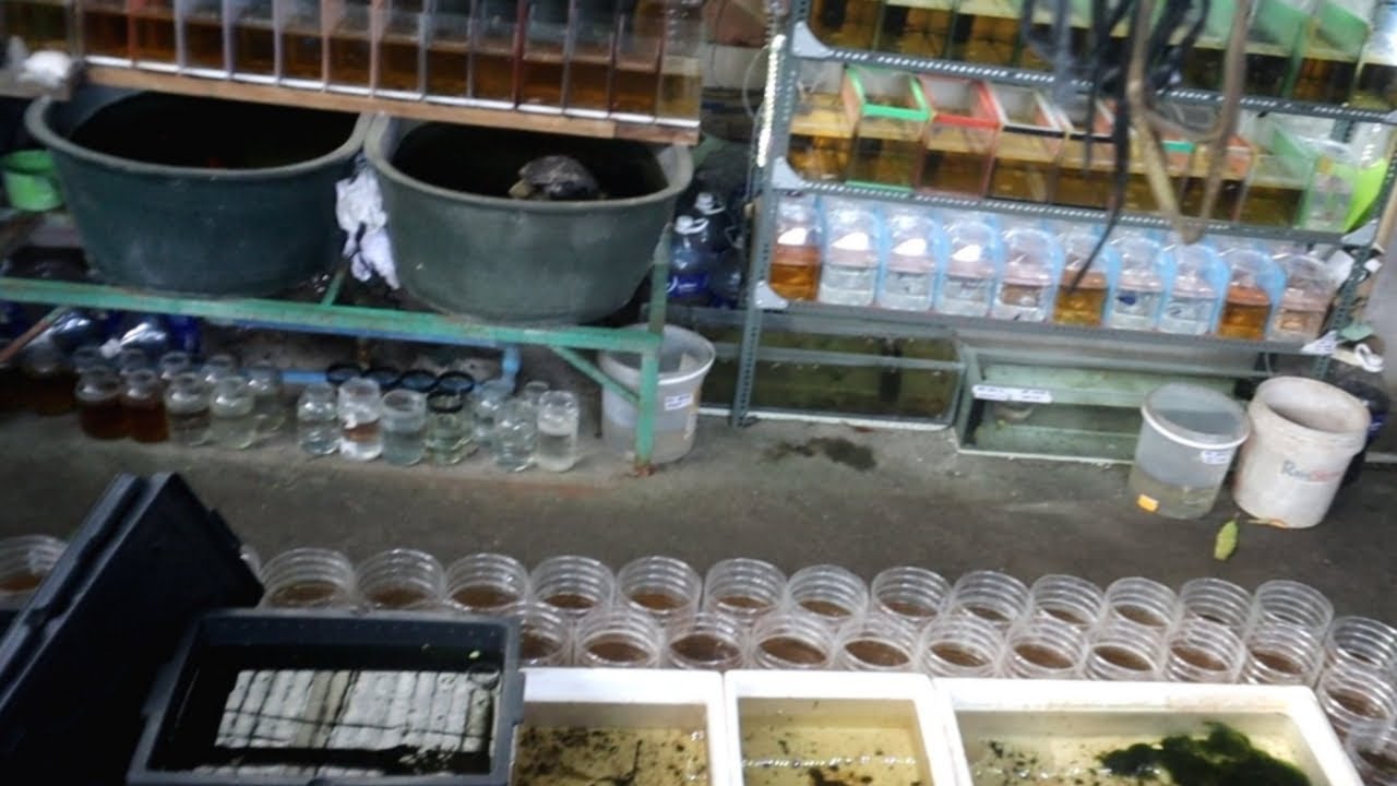 Matinding KALABAN ng BETTA FRY kaya sila NAMAMATAY😱BETTA fish Farming in a small TANK-BACOOR CAVITE