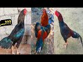 Son Of Jawa Sawa Rooster/Royal Homebreed Aseelmurga #aseelmurga #shanibabaaseel #farmlife 