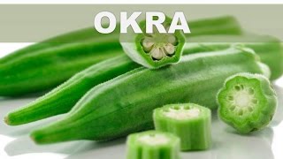 ¿Qué es la okra Qué otro nombre tiene?