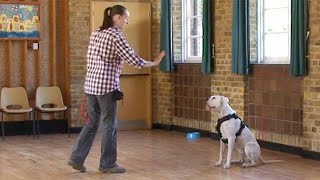 Training deaf dogs