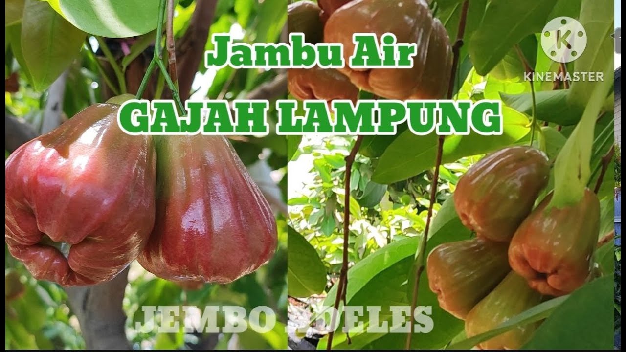 Jambu Air Jenis Gajah Lampung atau disebut Thailan Honay