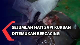 Sejumlah Hati Sapi Kurban Ditemukan Bercacing