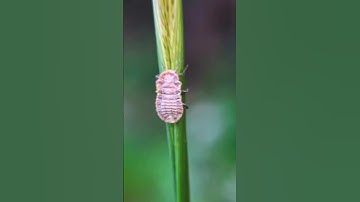 Wait For Macro Results || 12x Macro Lense Closeup Photography #shorts #youtubeshorts #shortvideo #yt