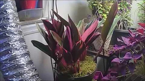 The Secret Dance of Stromanthe sanguinea