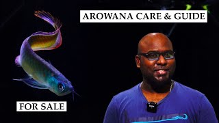 AROWANA CARE GUIDE | CHENNAI AQUARIUM |