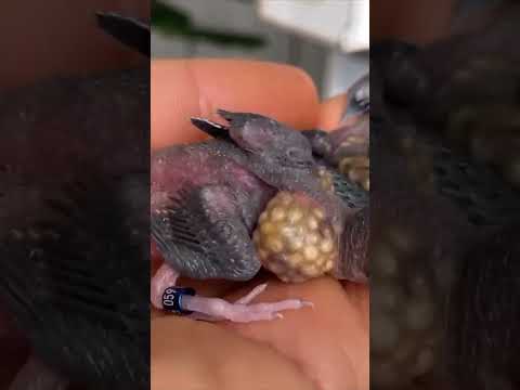 اغرب انواع الطيور شوف هذا ضروري