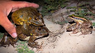 Catch frogs jumping make you laugh | Catching big frogs funny | Catch a frog for fun | funny frogs