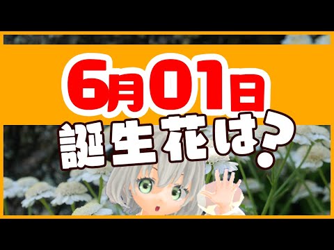 【花言葉】6月1日の誕生花は？／花白もか