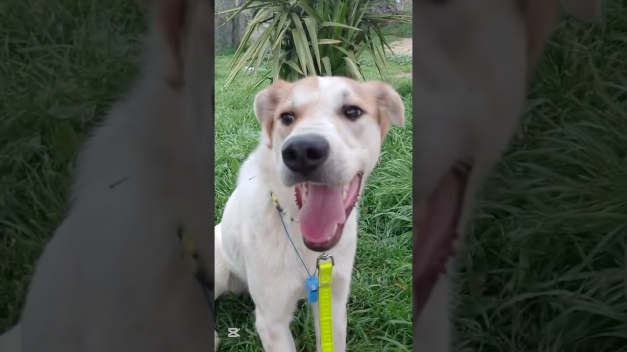 Johnny Needs A Home | Beautiful Male Young Dog | Furry Rescue Italy 
