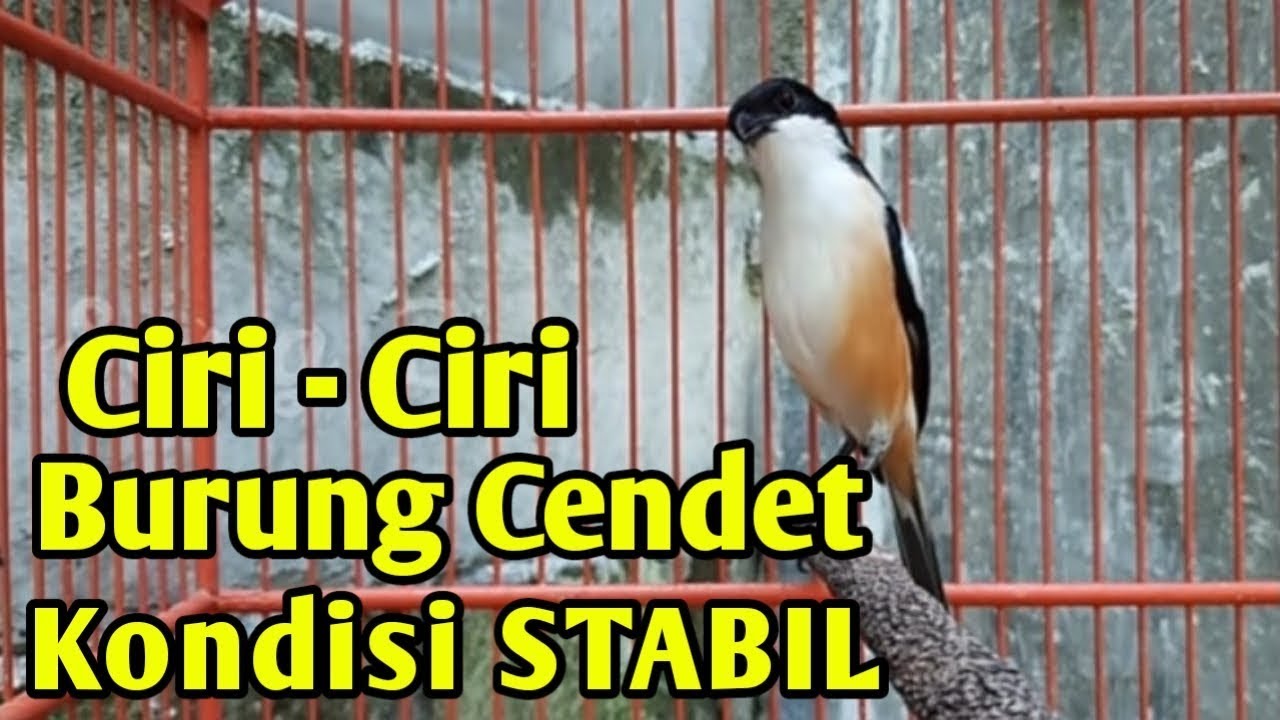 CIRI CIRI CENDET STABIL SIAP TURUN LOMBA