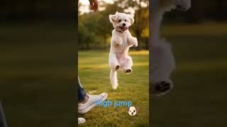 “High Jump Puppy Training 🐾”#youtubeshorts