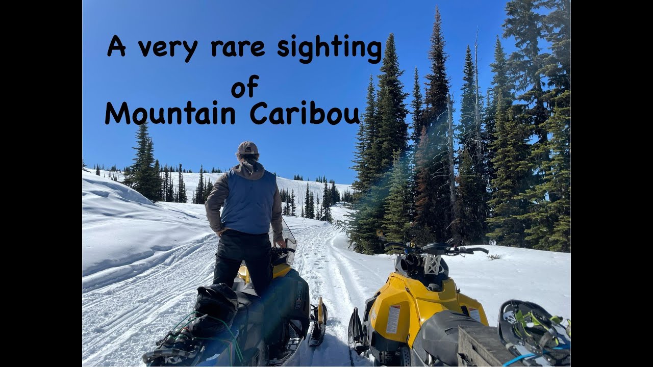Rare Sighting of Mountain Caribou | Skidoo Tundra 600 Ace Alpine Spring Riding