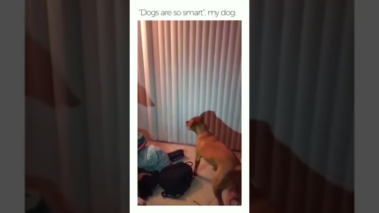 Dog scared of shadow 😂💥☠️ 