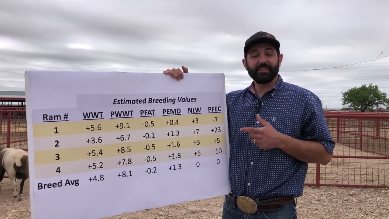 Evaluating Dorper rams with estimated breeding values
