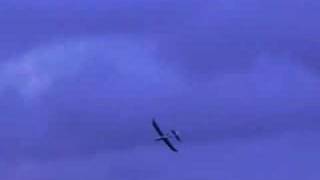 Trying to fly my protech skyraider