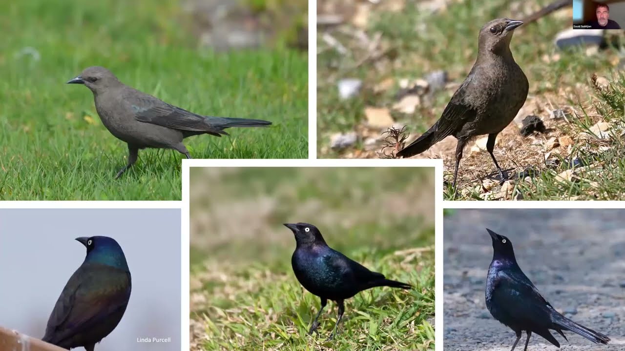 Rusty Blackbird vs Grackle: Key ID Differences (Quick Guide) - Birdshow ...