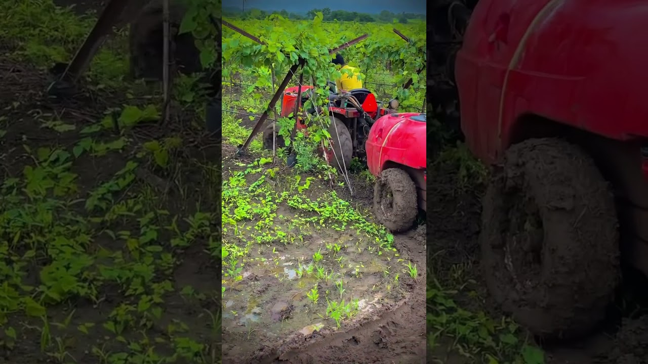 Vineyard Spraying is Difficult... 🍇👀🚜 @sanket_pawar_41_