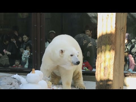 シロクマ「ピース」18歳 400人が誕生日祝う - YouTube
