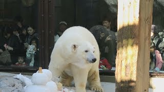 シロクマ「ピース」１８歳 ４００人が誕生日祝う