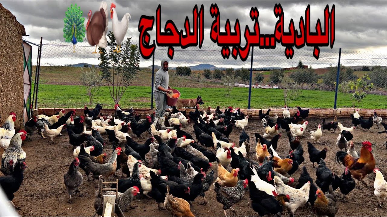 انطلاقة جديدة إن شاءالله العمل في البادية مشاريع صغيرة اجواء العمل