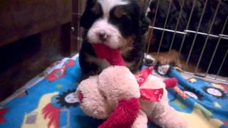 Week 3 puppy play Freja, Sogne, Kari by BernerTube 556 views 8 years ago 2 minutes, 45 seconds