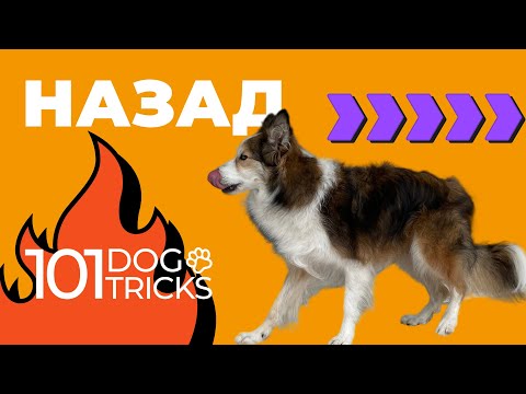 Команда Назад 🐩 Как научить собаку идти задом по команде 🐾 Необычная дрессировка щенка трюк Реверс 🐶