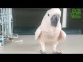 Funny Animals Farting compilation