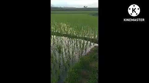 rẽ đuôi xòe.re giun.tvc