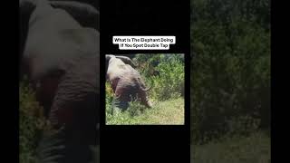 If you genius answer this question? #yt #aniamal #wildlife #natual #trending #uk #usa