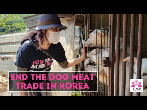 About Free Korean Dogs