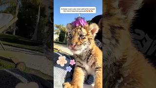 A tiger cub was rescued and raised by kind-hearted people #shorts