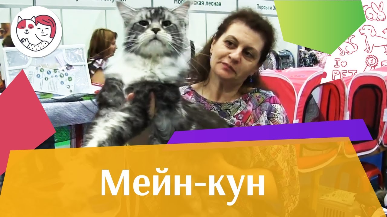 питомцы кукол лол КОШКИ МЕЙН КУН ЗООШОУ 2016 НА ilikepet