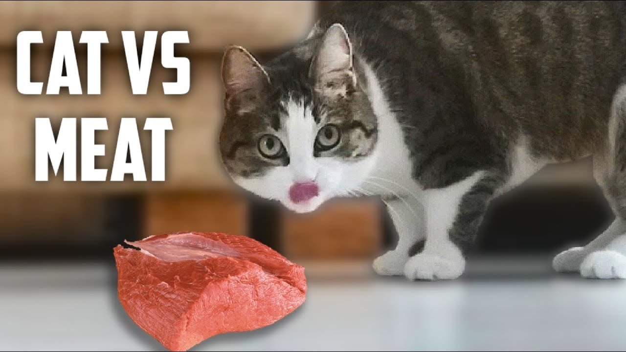 Cat VS Meat How much meat can a cat eat? YouTube