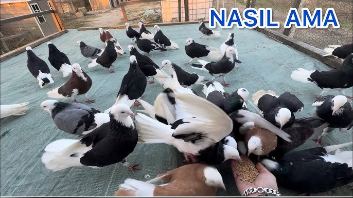 Eski hol becerdin mushuk surati Eski hol becerdin mushuk surati