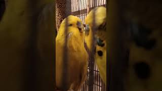 #budgiecam #budgiekiss #kiss #budgie #schauwellensittich #wellensittich #bird #birds #sittich #pet