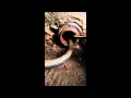 Sewer Main Clean Out - How To Use A Snake Sewer Main Clean Out - How To Use A Snake