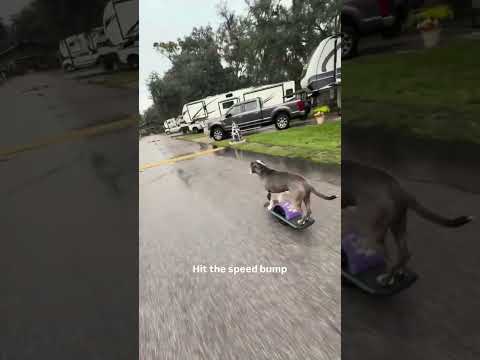 repost from instagram: @onewheeldog.