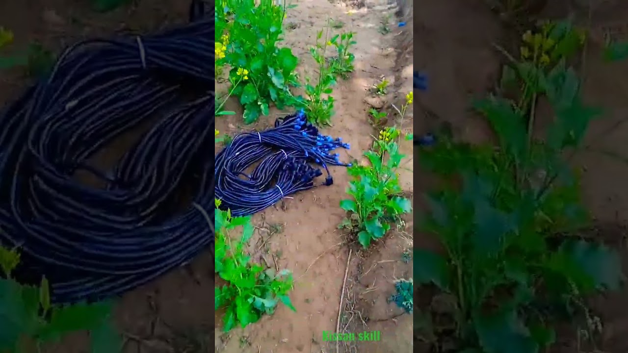 Fitting of Mini sprinkler system#pmksy#pdmc#scheme#mis#farming#organic#technology#agribussines