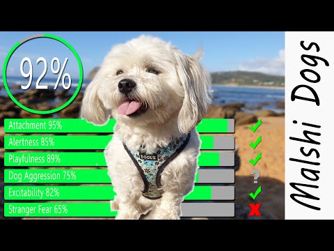 Video: The Maltese Shih Tzu (Malshi): Anjing Terbaik Pernah!