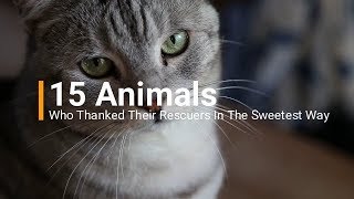 15 Animals Who Thanked Their Rescuers In The Sweetest Way