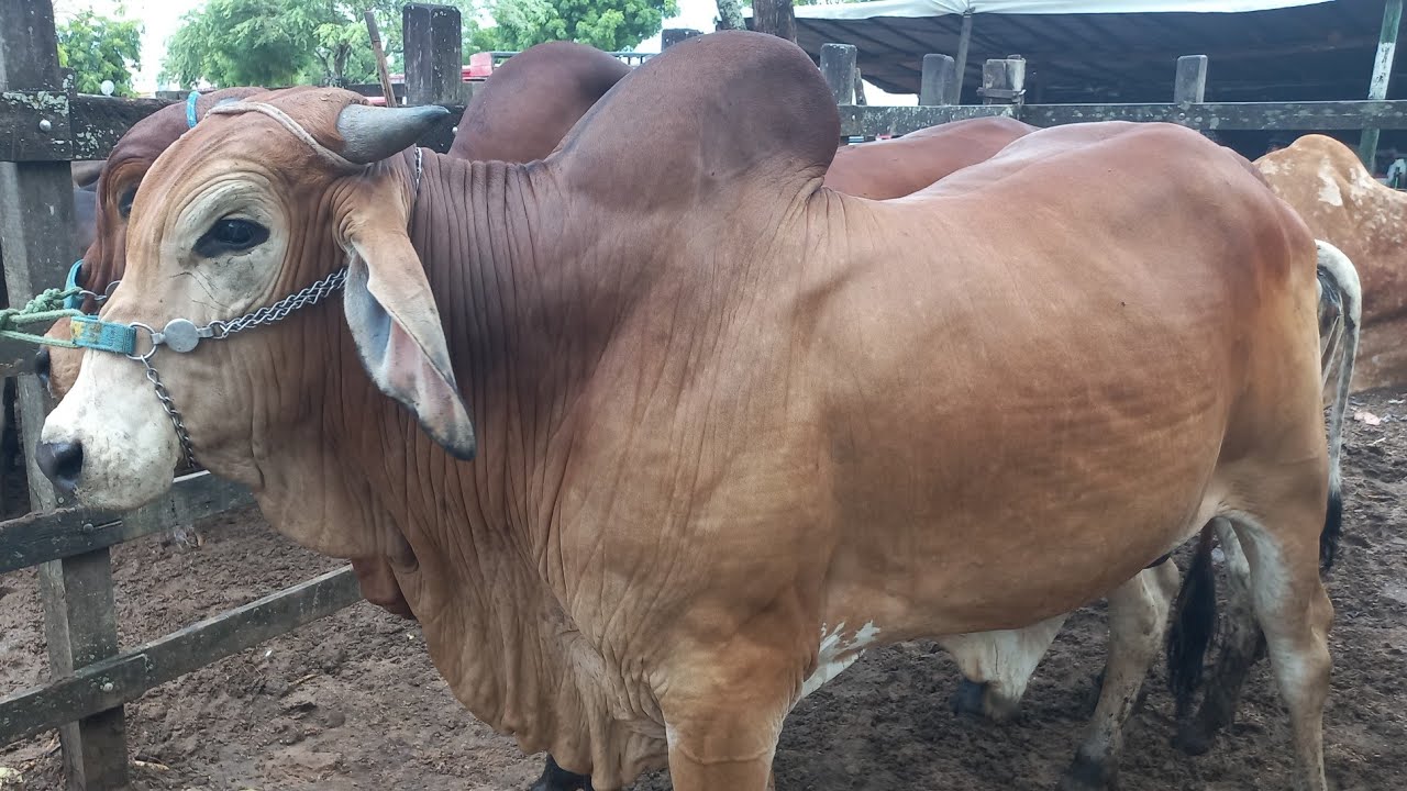Feira de gado em canafistula de Frei Damião Alagoas 13_01/2025#nordeste