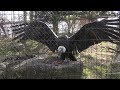 アンデスコンドル のごはんタイム (飯田市立動物園) 2019年1月19日