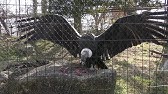 鳥の飛行を正面から見る Bird S Flight As Seen From The Front Youtube 鳥の飛行を正面から見る Bird S Flight As Seen From The Front Youtube