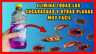 Como ELIMINAR TODAS LAS CUCARACHAS y otras PLAGAS del hogar fácilmente | Gio de la Rosa