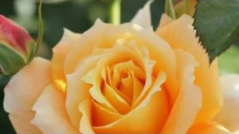 سورة البقرة(ص/١٢)-المصحف المعلم مع الترديد-الشيخ محمد صديق المنشاوي رحمه الله تعالى- (مراجعة)
