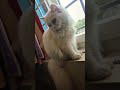 My Maskara ♥️🐱#catlove #catshorts #catvideos #kittens #petshorts #pets #petlovers #kittencuddles