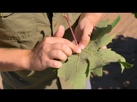 Spider Mite Control