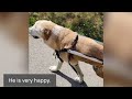 Day in life of my 16 years old labrador on dog wheelchair